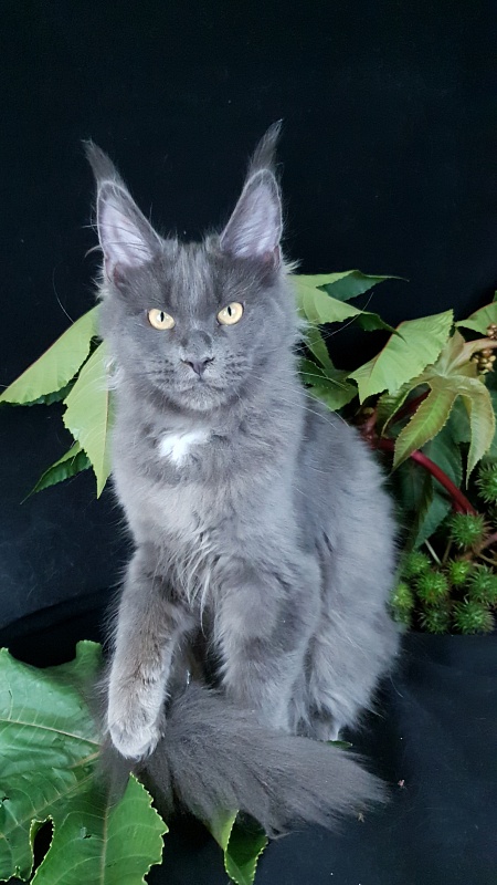 Deka  Akbars - Kitten maine-coon 4 months 1 week