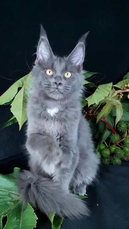 Deka  Akbars - Kitten maine-coon 4 months 1 week