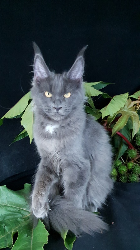 Deka  Akbars - Kitten maine-coon 4 months 1 week