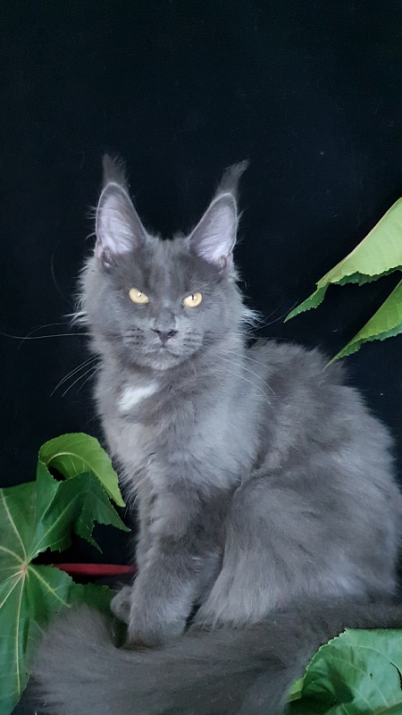 Deka  Akbars - Kitten maine-coon 4 months 1 week