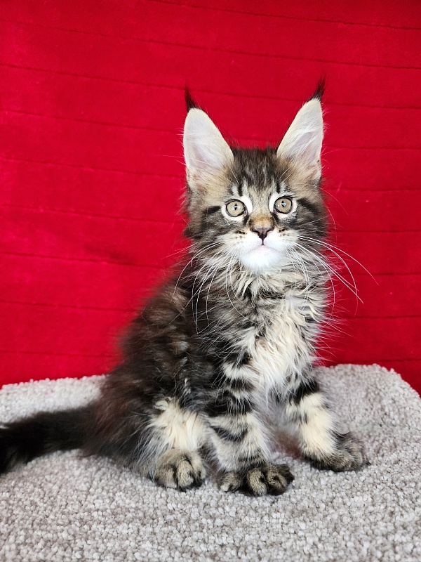 E*Mark Akbars - Kitten maine-coon 1 month 3.5 weeks
