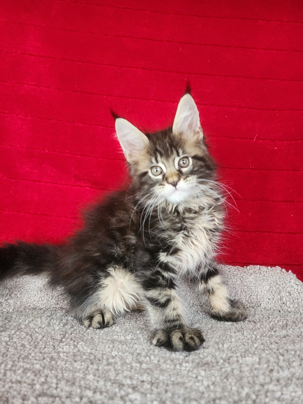 E*Mark Akbars - Kitten maine-coon 1 month 3.5 weeks