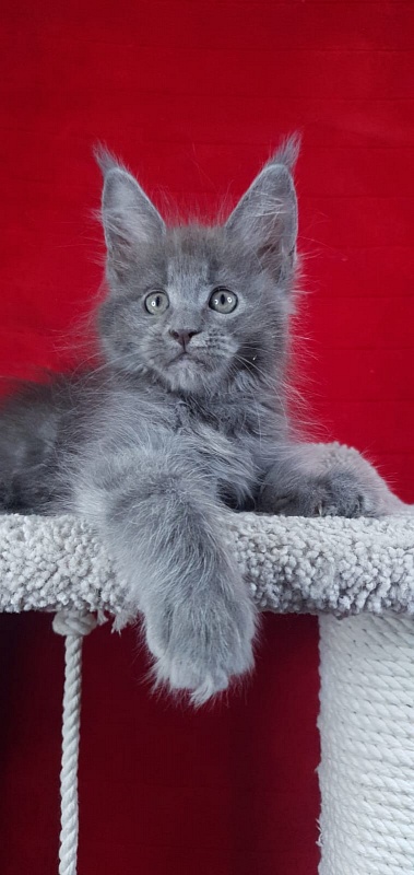 E*Lenny  Akbars - Kitten maine-coon 1 month 3.5 weeks