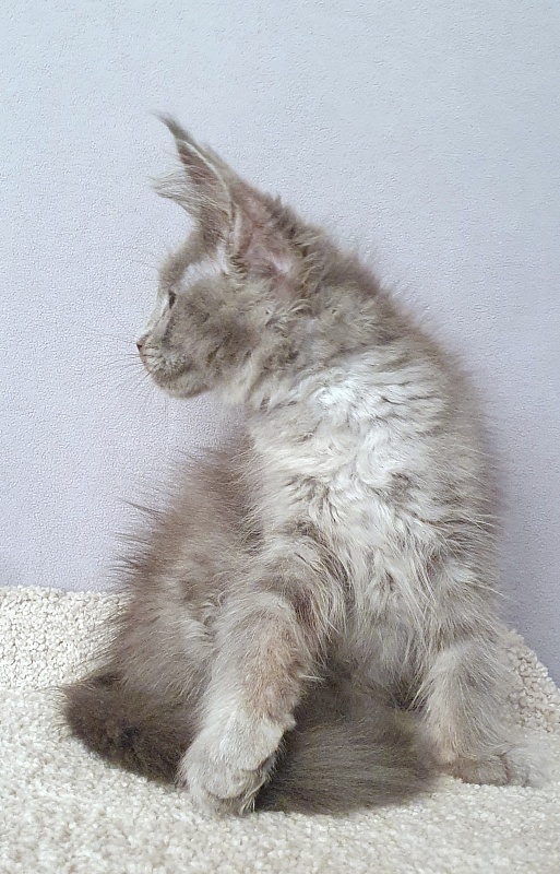E*Lenny  Akbars - Kitten maine-coon 2 months 3 weeks