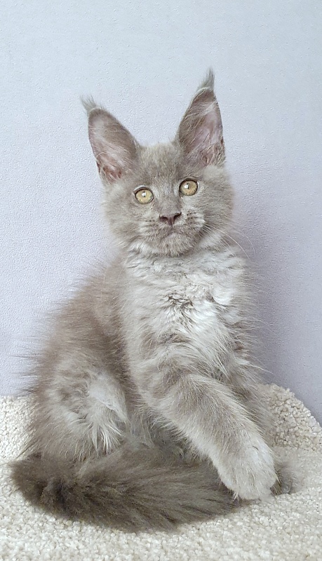 E*Lenny  Akbars - Kitten maine-coon 2 months 3 weeks