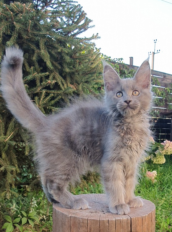 E*Lenny  Akbars - Kitten maine-coon 2 months 3 weeks