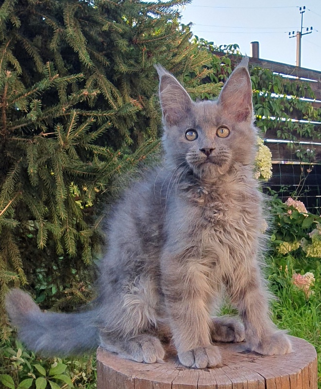 E*Lenny  Akbars - Kitten maine-coon 2 months 3 weeks
