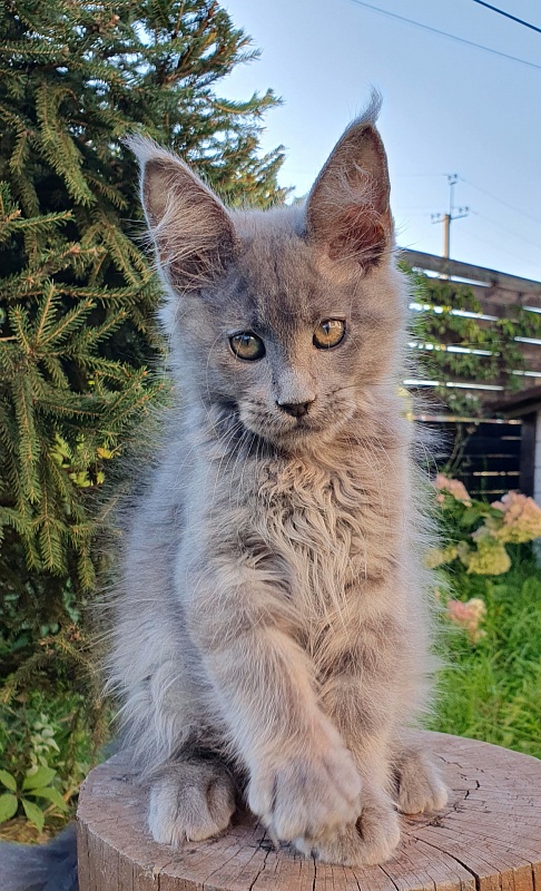 E*Lenny  Akbars - Kitten maine-coon 2 months 3 weeks