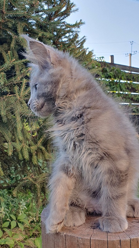 E*Lenny  Akbars - Kitten maine-coon 2 months 3 weeks