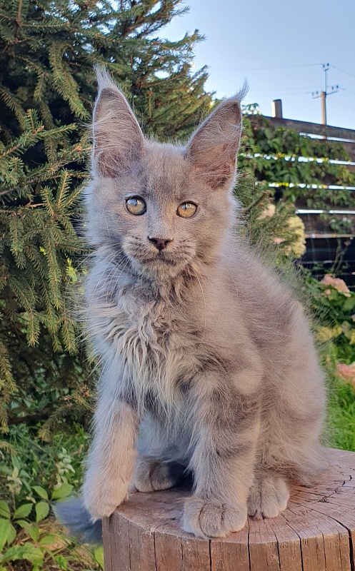E*Lenny  Akbars - Kitten maine-coon 2 months 3 weeks