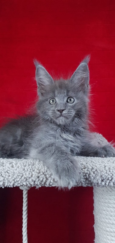 E*Lenny  Akbars - Kitten maine-coon 1 month 3.5 weeks