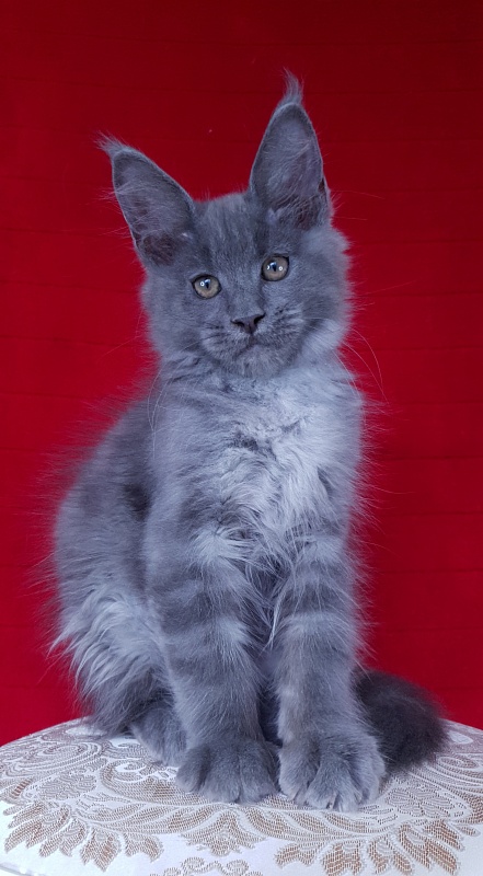 E*Lenny  Akbars - Kitten maine-coon 3 months