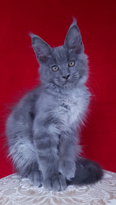 E*Lenny  Akbars - Kitten maine-coon 3 months