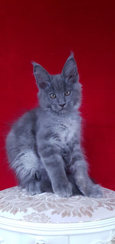 E*Lenny  Akbars - Kitten maine-coon 3 months