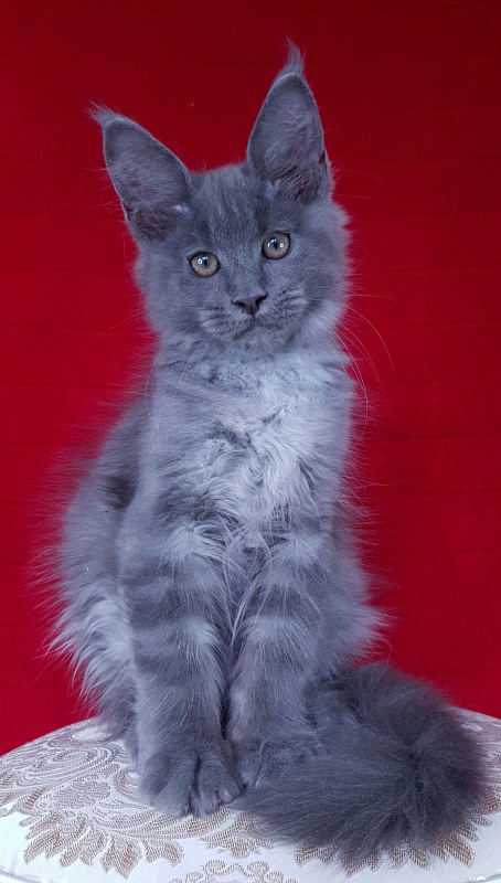 E*Lenny  Akbars - Kitten maine-coon 3 months