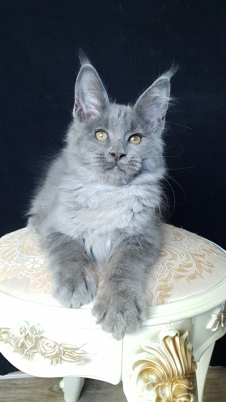 E*Lenny  Akbars - Kitten maine-coon 3 months 1 week