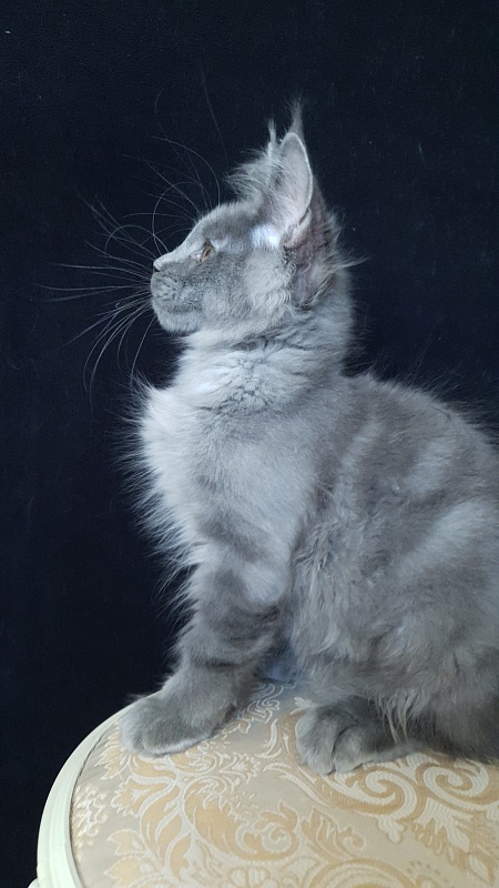 E*Lenny  Akbars - Kitten maine-coon 3 months 1 week