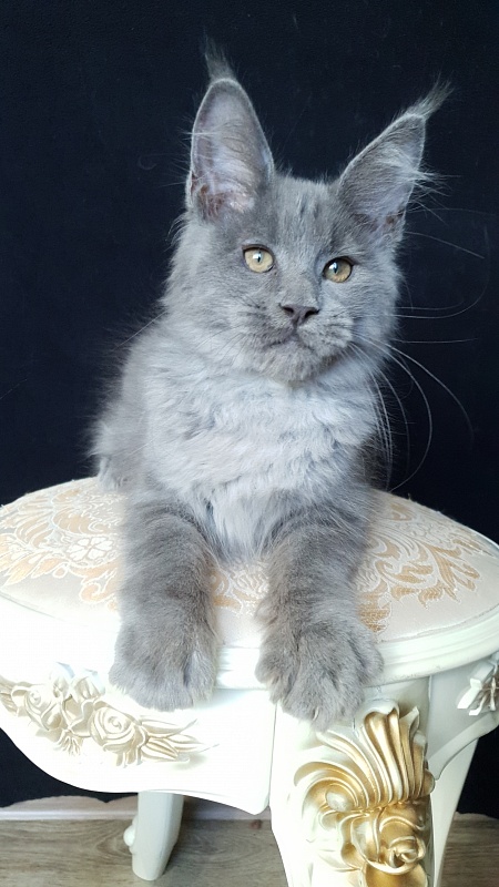 E*Lenny  Akbars - Kitten maine-coon 3 months 1 week