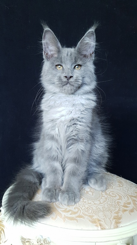 E*Lenny  Akbars - Kitten maine-coon 3 months 1 week