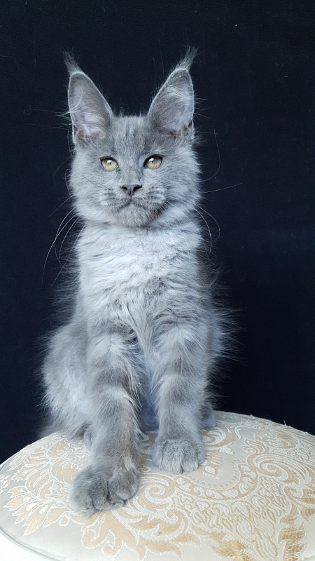 E*Lenny  Akbars - Kitten maine-coon 3 months 1 week