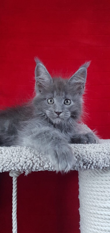 E*Lenny  Akbars - Kitten maine-coon 1 month 3.5 weeks