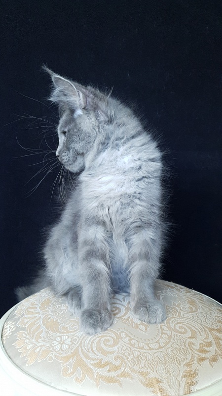 E*Lenny  Akbars - Kitten maine-coon 3 months 1 week