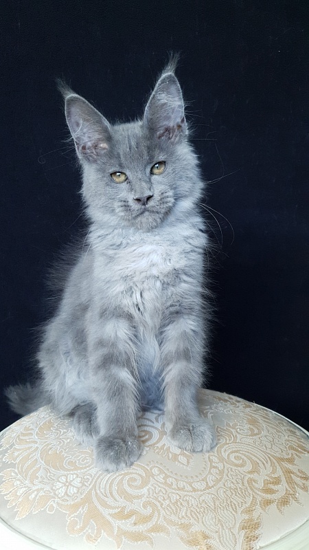 E*Lenny  Akbars - Kitten maine-coon 3 months 1 week