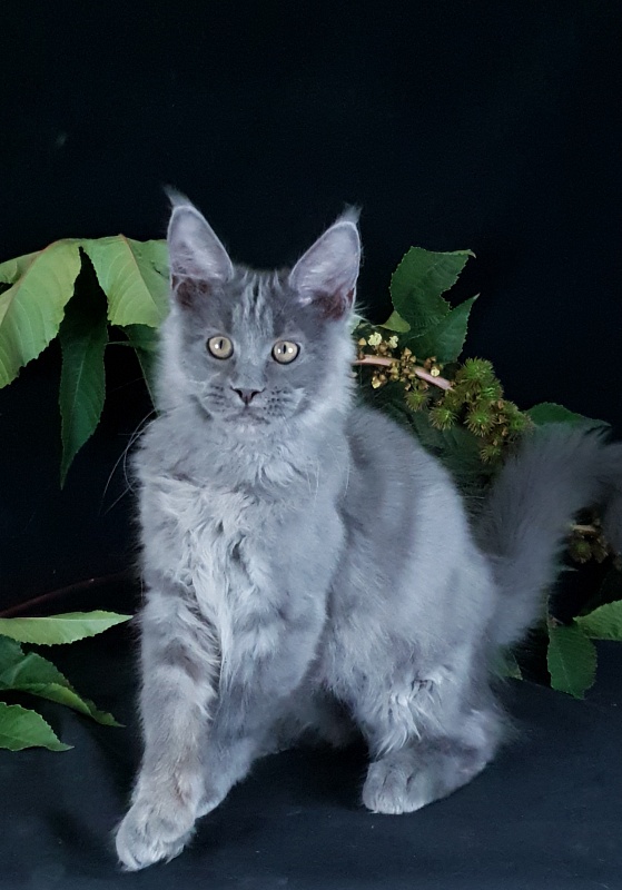 E*Lenny  Akbars - Kitten maine-coon 3 months 2.5 weeks