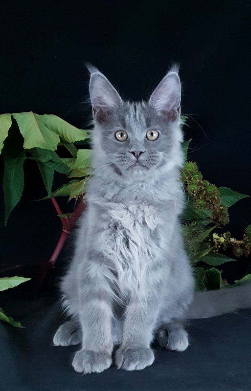 E*Lenny  Akbars - Kitten maine-coon 3 months 2.5 weeks