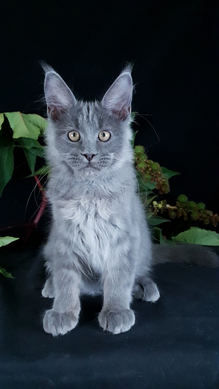 E*Lenny  Akbars - Kitten maine-coon 3 months 2.5 weeks