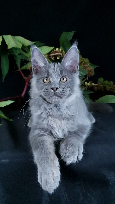 E*Lenny  Akbars - Kitten maine-coon 3 months 2.5 weeks