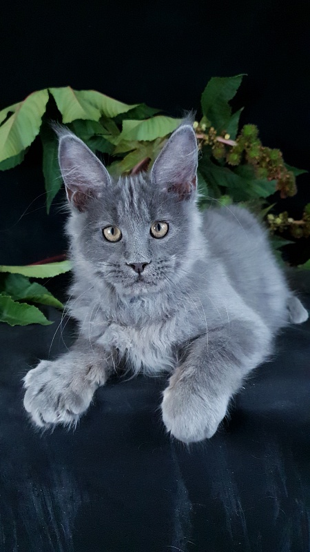 E*Lenny  Akbars - Kitten maine-coon 3 months 2.5 weeks