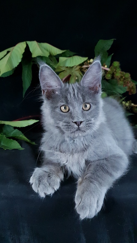 E*Lenny  Akbars - Kitten maine-coon 3 months 2.5 weeks