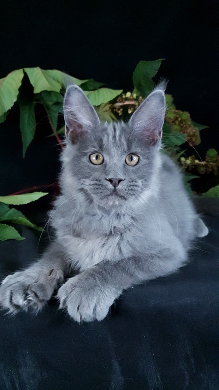 E*Lenny  Akbars - Kitten maine-coon 3 months 2.5 weeks