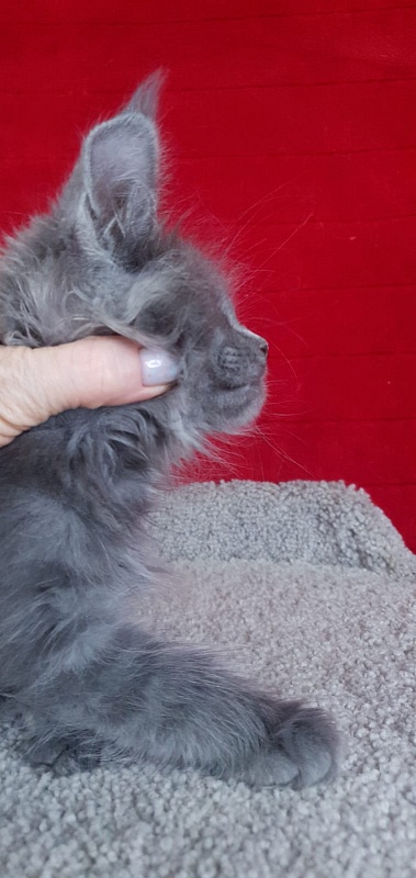 E*Lenny  Akbars - Kitten maine-coon 1 month 3.5 weeks