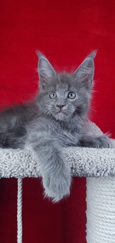 E*Lenny  Akbars - Kitten maine-coon 1 month 3.5 weeks