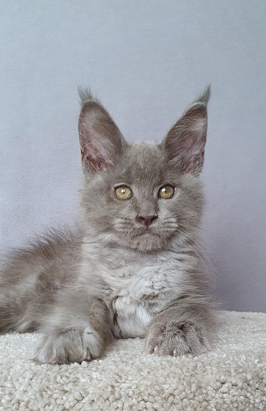 E*Lenny  Akbars - Kitten maine-coon 2 months 3 weeks