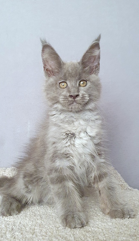 E*Lenny  Akbars - Kitten maine-coon 2 months 3 weeks