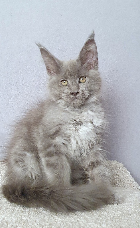 E*Lenny  Akbars - Kitten maine-coon 2 months 3 weeks