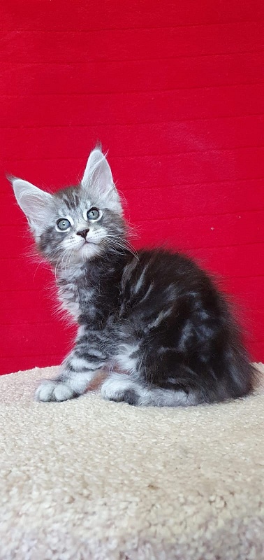 E*Lizar  Akbars - Kitten maine-coon 1 month 1.5 week