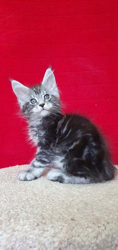 E*Lizar  Akbars - Kitten maine-coon 1 month 1.5 week
