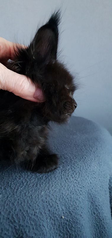 Elma  Akbars - Kitten maine-coon 1 month