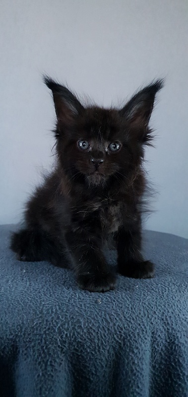 Elma  Akbars - Kitten maine-coon 1 month