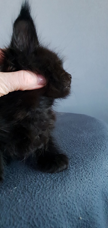 Elma  Akbars - Kitten maine-coon 1 month