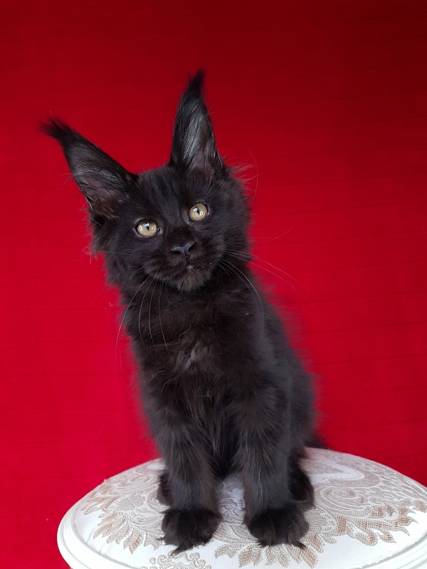 Elma  Akbars - Kitten maine-coon 3 months