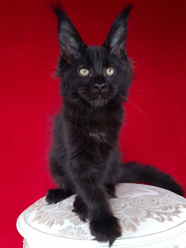 Elma  Akbars - Kitten maine-coon 3 months