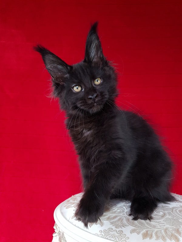 Elma  Akbars - Kitten maine-coon 3 months