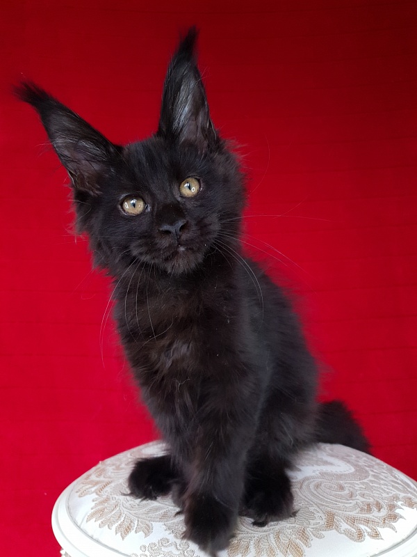 Elma  Akbars - Kitten maine-coon 3 months