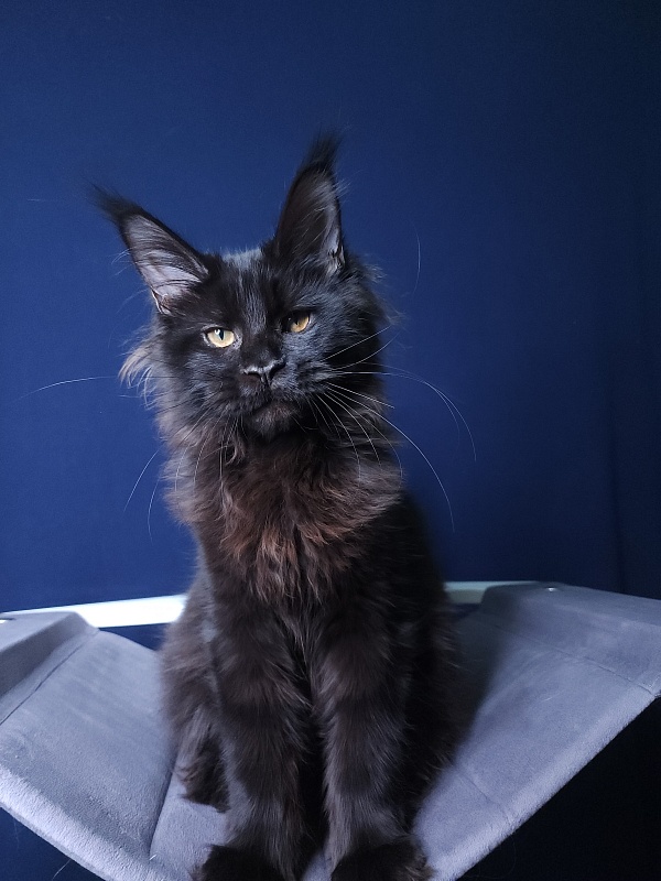 Elma  Akbars - Kitten maine-coon 4 months 3 weeks