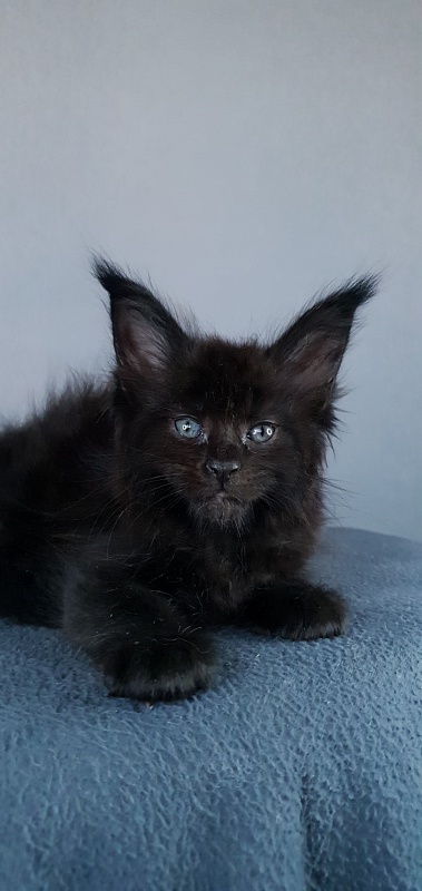Elma  Akbars - Kitten maine-coon 1 month